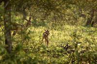 At Lion Sands