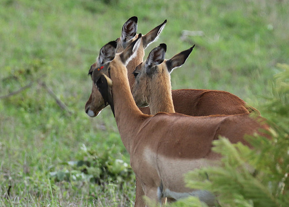 Sabi Sand