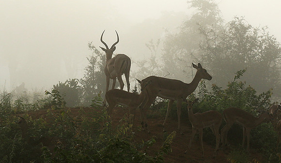 At Londolozi