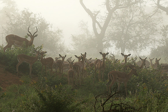 At Londolozi