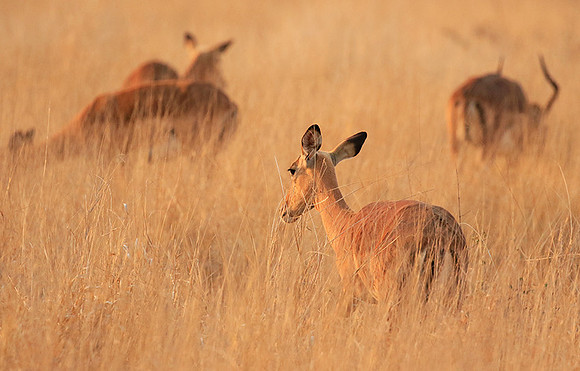 Lebombo private reserve - Kruger Park NP