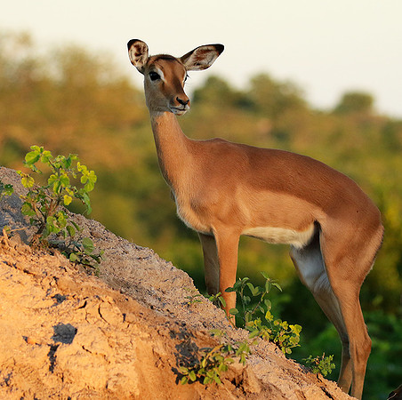 At Londolozi