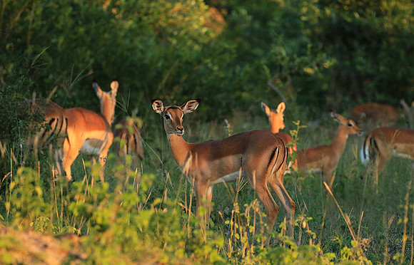 At Londolozi