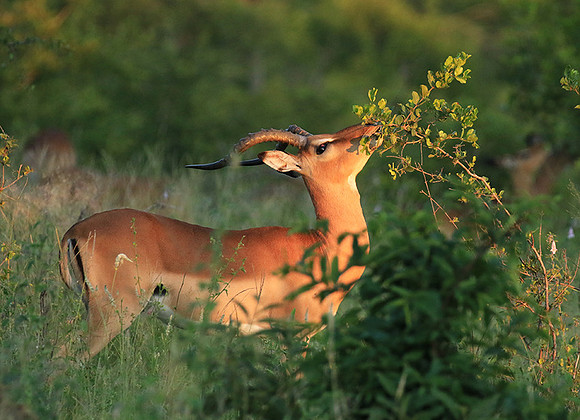 At Londolozi