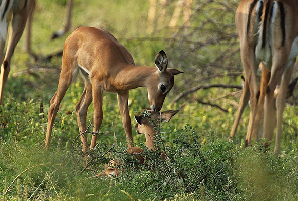 At Lion Sands