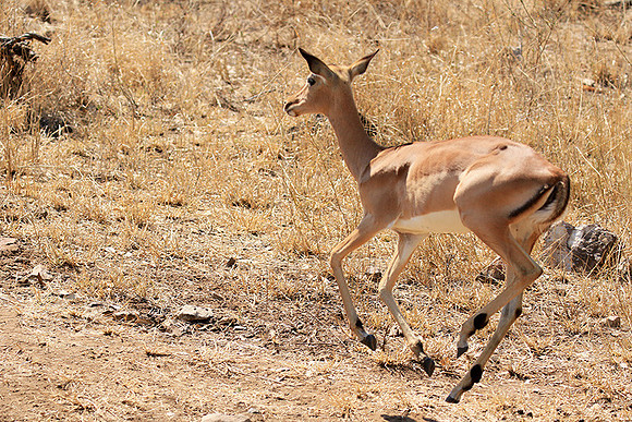 At Kruger NP