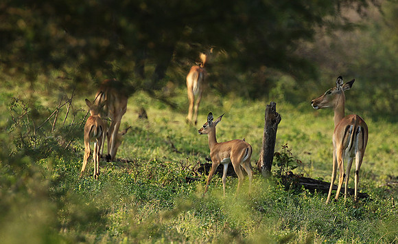 At Lion Sands