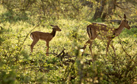 At Lion Sands