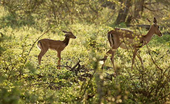 At Lion Sands
