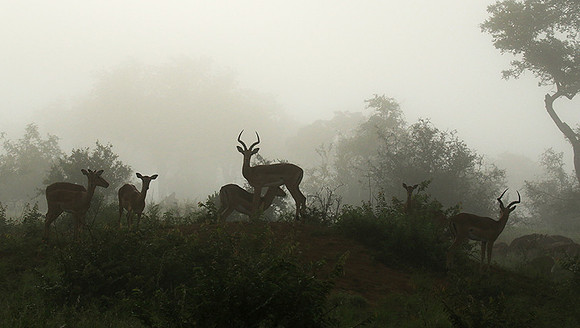 At Londolozi