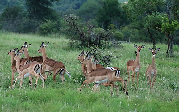 At Londolozi