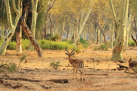 At Kruger NP