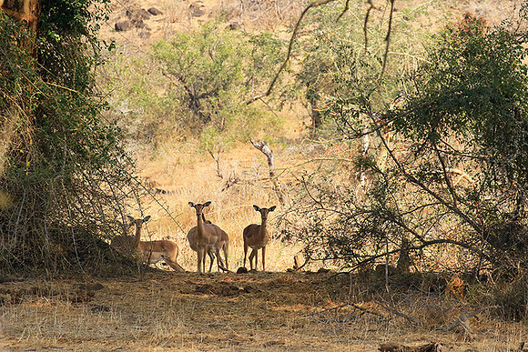At Kruger NP