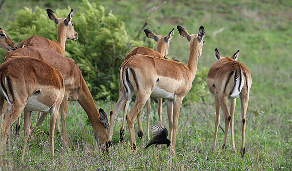 Sabi Sand