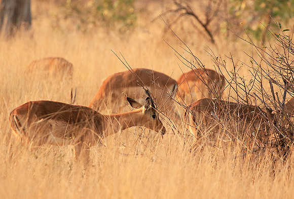 At Kruger NP