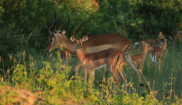 At Londolozi