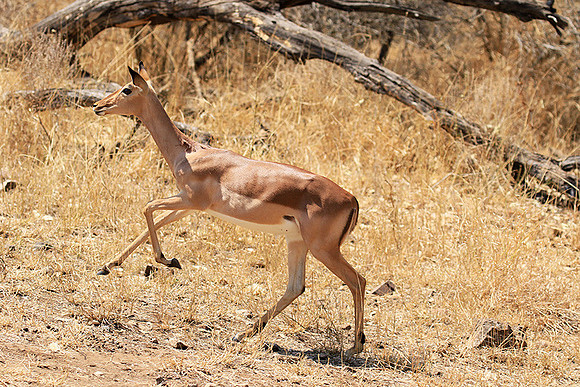 At Kruger NP