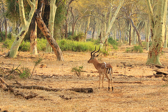 At Kruger NP