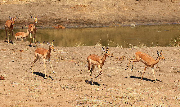 At Kruger NP