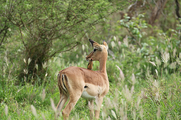 At Lion Sands