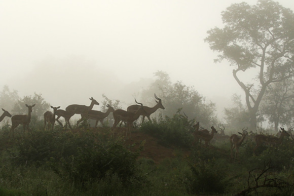 At Londolozi