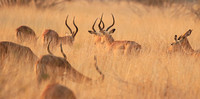 Impalas
