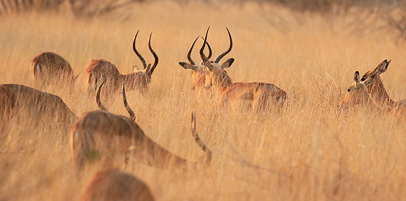 Lebombo private reserve - Kruger Park NP