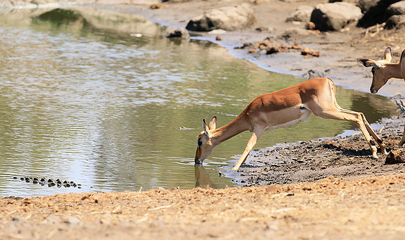 At Kruger NP