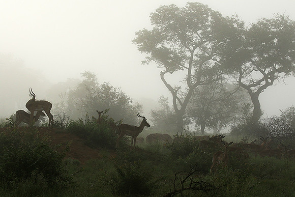 At Londolozi