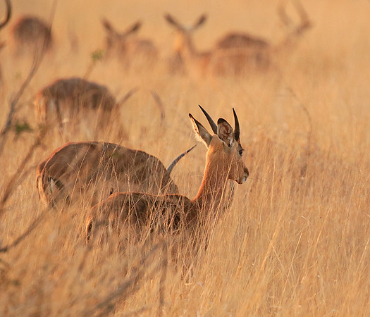 Lebombo private reserve - Kruger Park NP