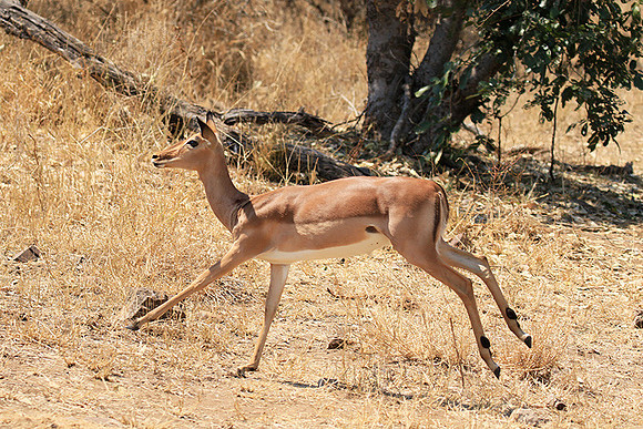 At Kruger NP