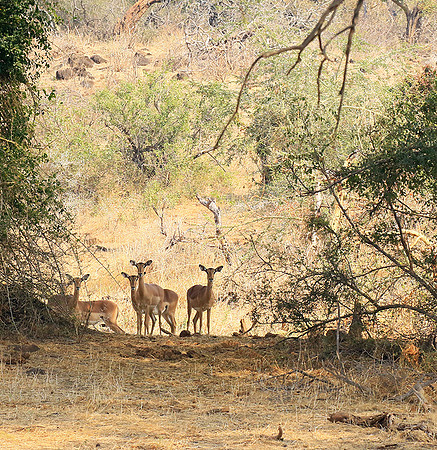 At Kruger NP
