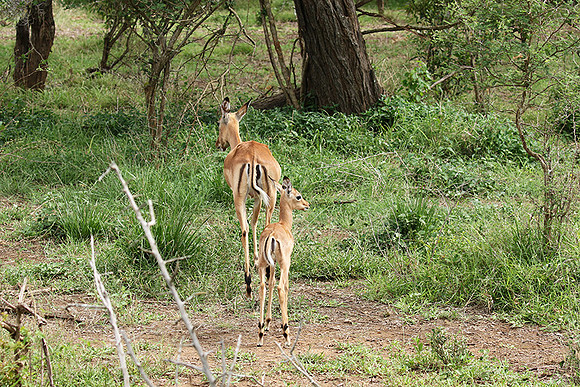At Lion Sands