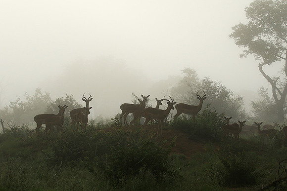 At Londolozi