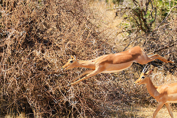 At Kruger NP