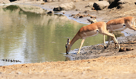 At Kruger NP