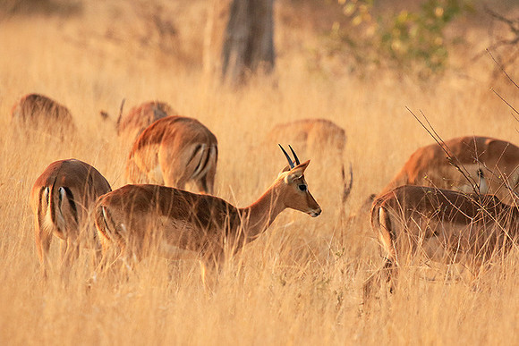At Kruger NP