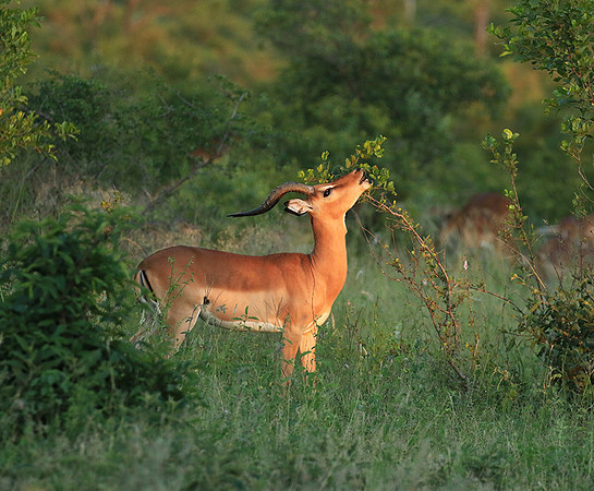 At Londolozi