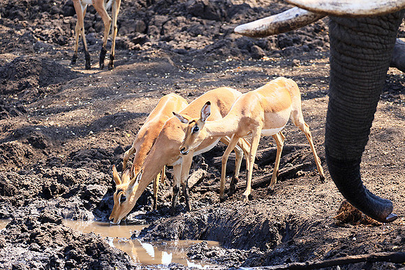 At Kruger NP