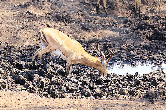 At Kruger NP