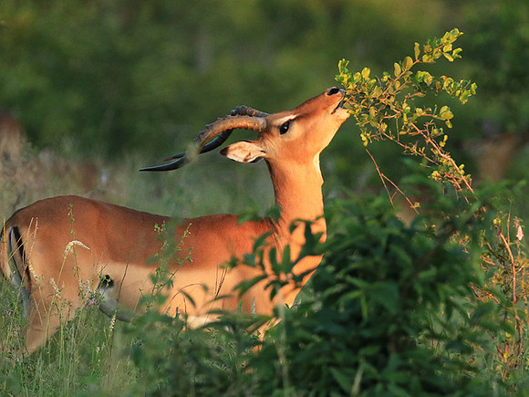 At Londolozi