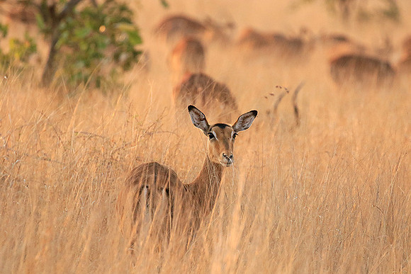 At Kruger NP