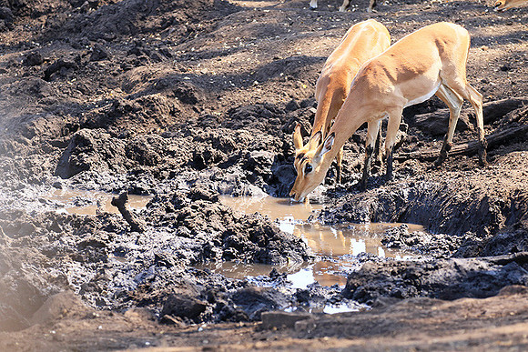 At Kruger NP