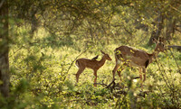 At Lion Sands