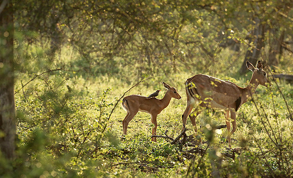 At Lion Sands