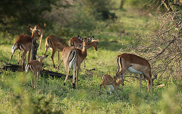 At Lion Sands