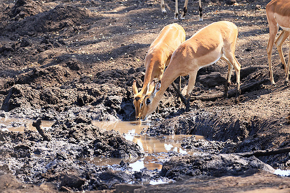 At Kruger NP