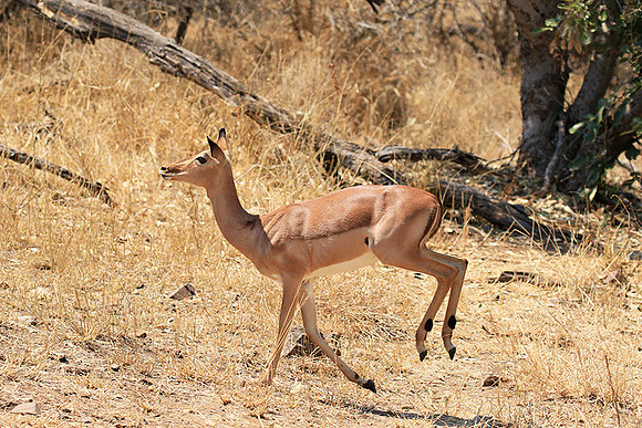 At Kruger NP