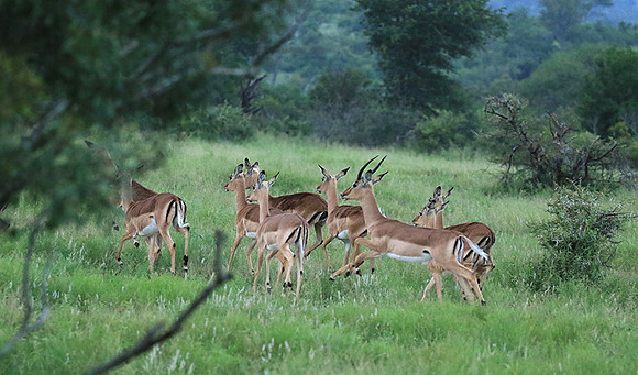 At Londolozi