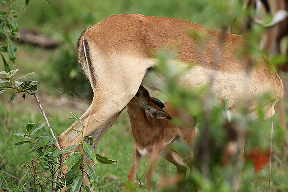 At Lion Sands